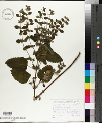 Melissa officinalis image