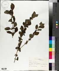 Melissa officinalis image