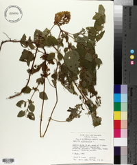 Melissa officinalis image