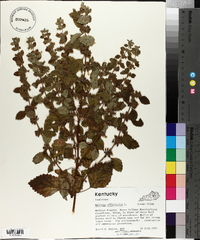 Melissa officinalis image