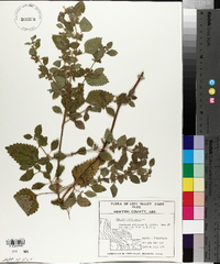 Melissa officinalis image