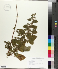 Melissa officinalis image