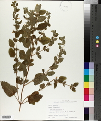 Melissa officinalis image
