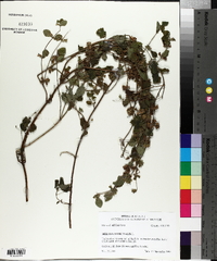 Melissa officinalis image