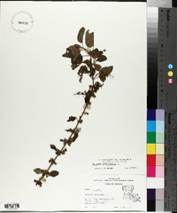 Melissa officinalis image