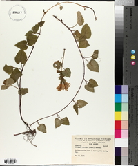 Meehania cordata image
