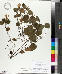 Meehania cordata image