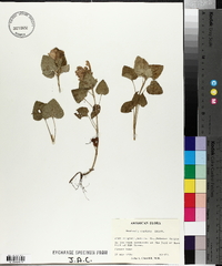 Meehania cordata image
