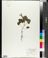 Meehania cordata image