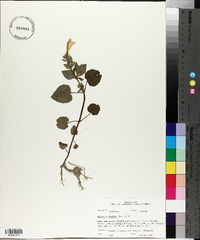 Meehania cordata image