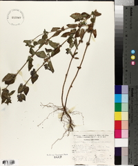 Marsypianthes chamaedrys image