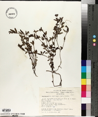 Marsypianthes chamaedrys image