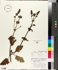 Marrubium vulgare image