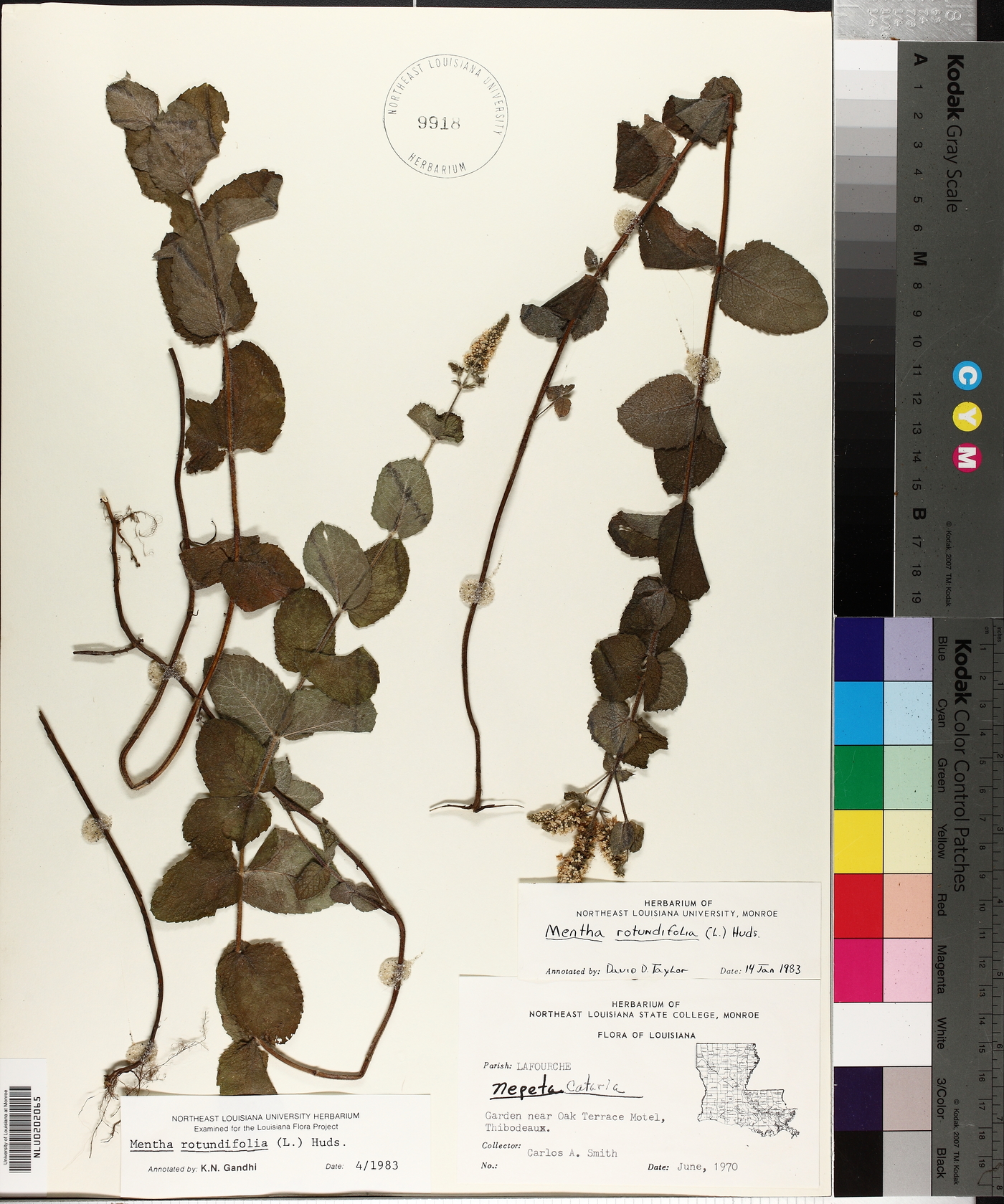 Mentha × rotundifolia image