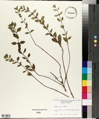 Mentha x gracilis image