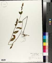 Mentha aquatica image