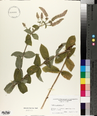 Mentha alopecuroides image