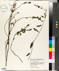 Mentha spicata image