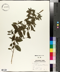 Mentha spicata image