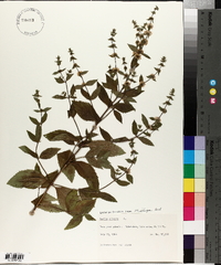 Mentha spicata image