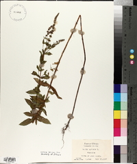 Mentha spicata image