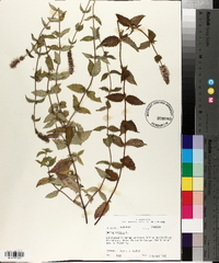 Mentha spicata image