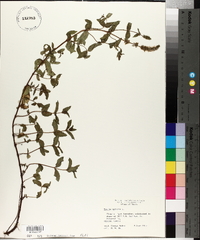 Mentha spicata image