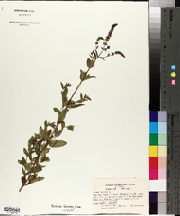 Mentha spicata image