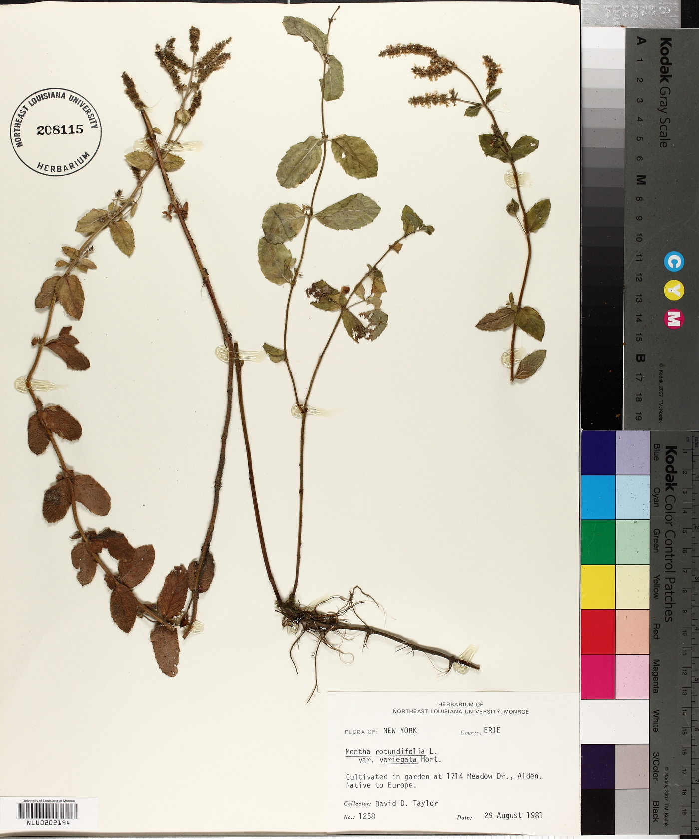 Mentha rotundifolia image