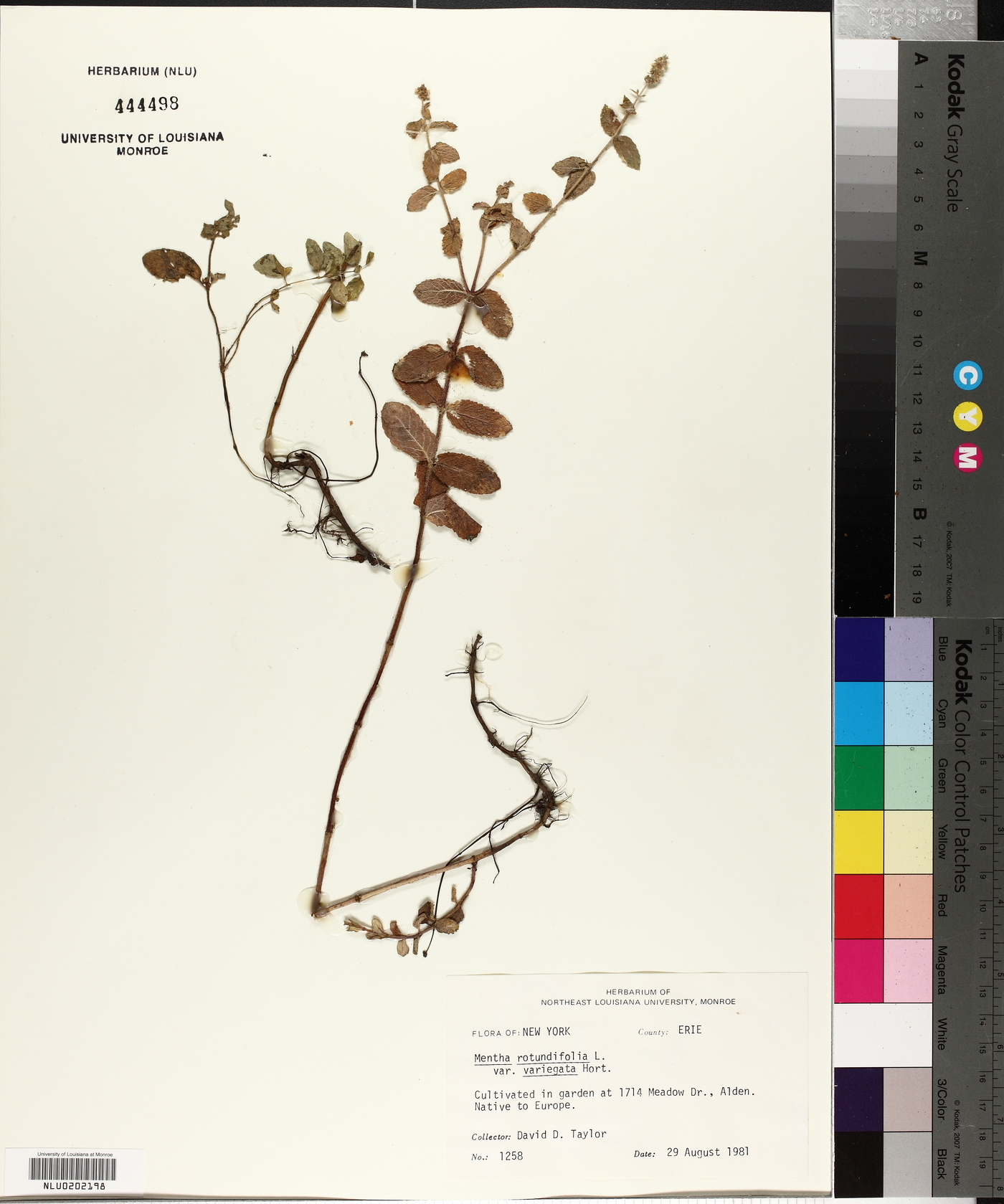 Mentha rotundifolia image