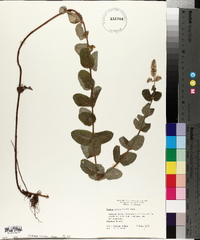 Mentha × rotundifolia image