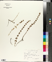 Mentha pulegium image