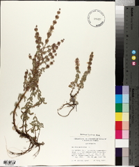 Mentha pulegium image