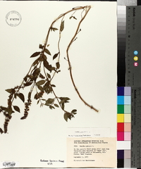 Mentha spicata image