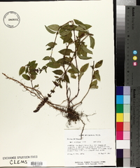 Mentha × piperita image