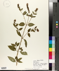 Mentha × piperita image