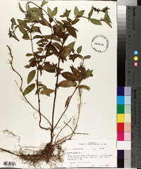 Mentha × piperita image