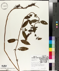 Mentha × piperita image