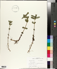 Mentha × piperita image