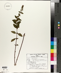 Mentha × piperita image