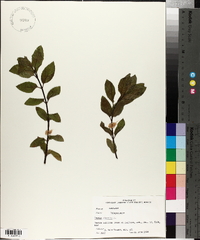 Mentha × piperita image