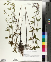 Mentha × piperita image