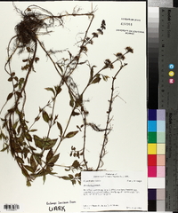 Mentha × piperita image