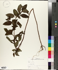 Mentha × piperita image
