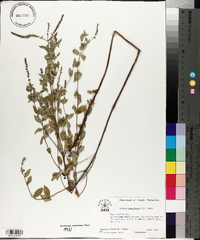 Mentha longifolia image