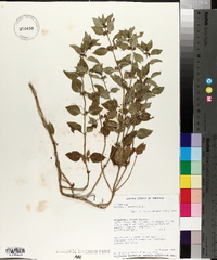 Mentha x gentilis image