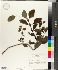 Mentha citrata image