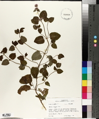 Mentha citrata image