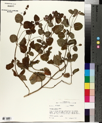 Mentha citrata image