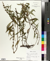 Lycopus rubellus var. angustifolius image